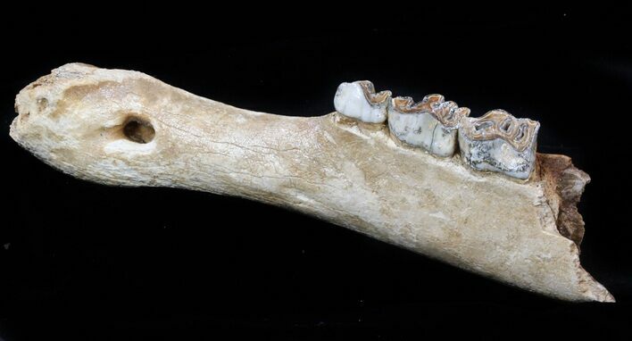 Irish Elk Jaw - Pleistocene, North Sea #57817